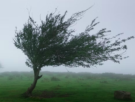 SARSA in the Wind